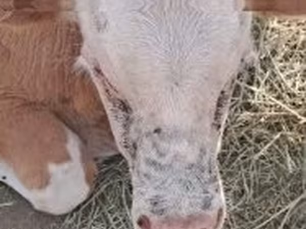 Rinder (Partie, Geschlecht nicht angegeben), Simmental cattle
