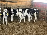 Býk, Russian Black pied cattle — foto 2