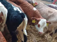 Taureau, Simmental cattle — photo 3