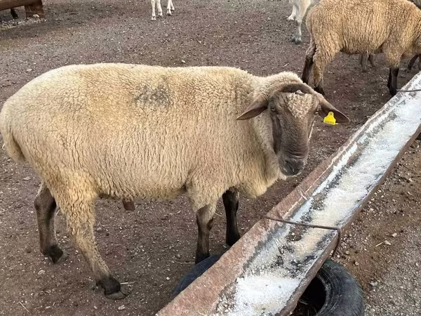 Widder, Hampshire sheep