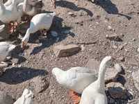 ليندا — الصورة 2
