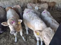 Бик, Charolais cattle — фото 4
