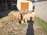 Widder, Hissar sheep — Foto 4
