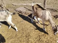 母山羊, Boer goat — 照片 2