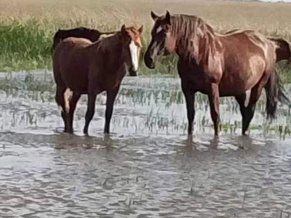 Cheval, Vladimir heavy draft