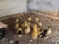 Ducks — الصورة 1