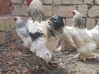 Brahma — Foto 1