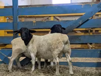 كبش, Suffolk sheep — الصورة 1