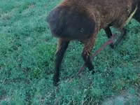 Bélier, Qashqai sheep — photo 2