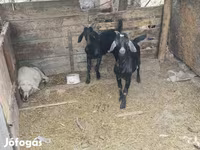 बकरा, बकरियाँ — फ़ोटो 2