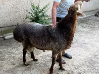公羊, Sheep — 照片 2