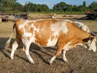 गाय, Simmental cattle — फ़ोटो 6