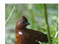 Guinea fowl — फ़ोटो 5