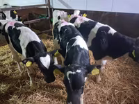 Byk, Simmental cattle — zdjęcie 2