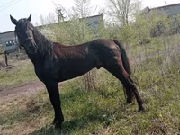 حصان, Altai horse — الصورة 5