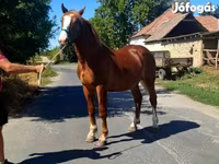 Horse (M), Horses — photo 3