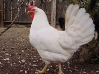 Leghorn — Foto 1