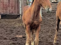Jument, Thoroughbred horse — photo 4