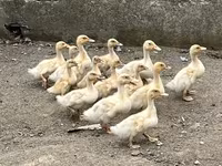 أمريكان بكين — الصورة 2