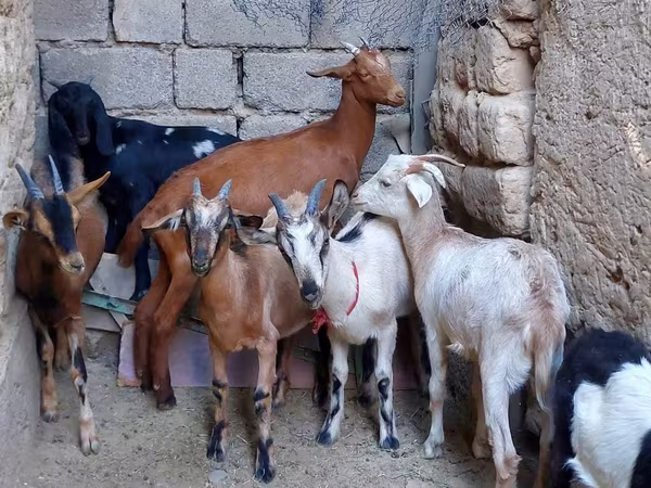Cabra, Alpine goat
