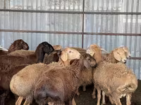 मेढ़ा, Arashan sheep — फ़ोटो 8