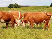 Vache, Swiss cattle — photo 6
