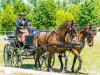 Koń, Hungarian horse breed — zdjęcie 8