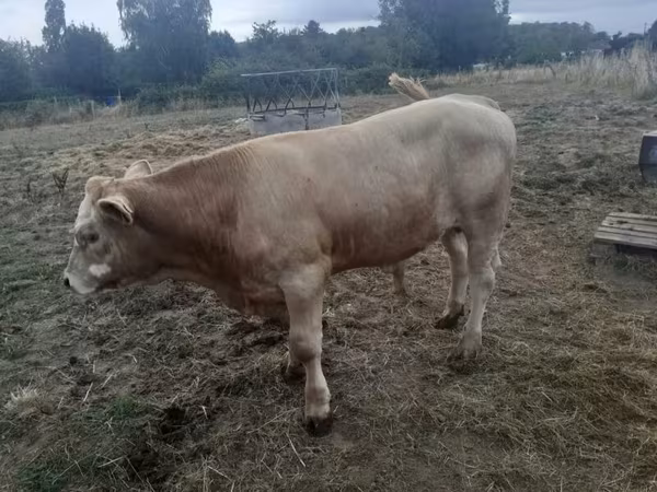 Taureau, Charolais cattle — France