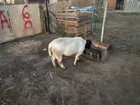 Баран, Дорпер овца — фото 2