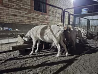 Koza, Saanen goat — zdjęcie 4