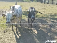 Bulle, Zebu — Foto 4