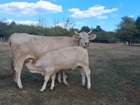 Vaca, Raza carpatiana marrón — foto 1