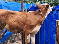 Vache, Simmental cattle — photo 2