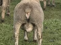 Widder, Ile-de-France sheep — Foto 5