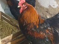 Brahma — Foto 1