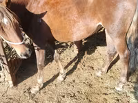 Stute, French Trotter — Foto 1