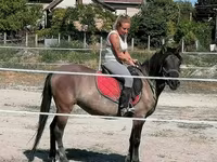 घोड़ी, Polish pony — फ़ोटो 4