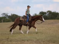 Kůň, Quarter Horse — foto 4