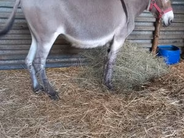 Cheval, Chevaux