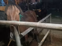 Klisna, Budyonny horse — foto 7