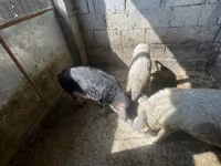 मादा सूअर, Мангалица — फ़ोटो 3