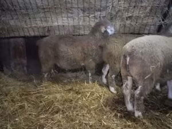 雄羊, Ile-de-France sheep