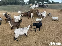 Koza, Dutch Landrace goats — zdjęcie 3