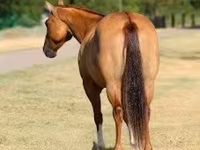 فرس, Quarter Horse — الصورة 7