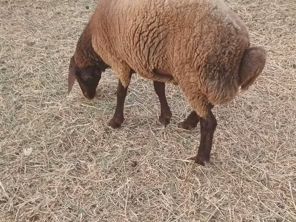 Moutons (lot, sexe non indiqué), Moutons