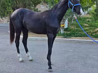 Caballo, Akhal-Teke — foto 6