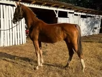 فرس, Dutch warmblood horse — الصورة 3