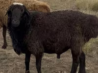 मेढ़ा, Kazakh fat-tailed coarsewool sheep — फ़ोटो 1