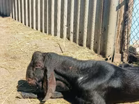 تيس, Kamori goats — الصورة 3