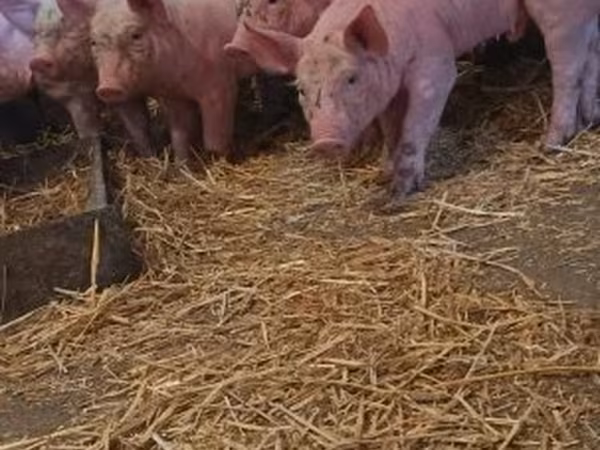 Porcs (lot, sexe non indiqué), Крупная белая